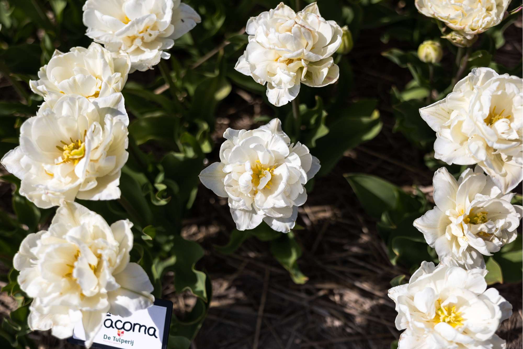 Tulpan 'Mount Tacoma'